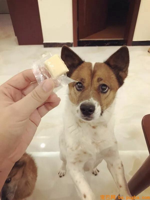 这两只狗狗每天吃奶酪胖成了猪，主人被判罚两年内不许养狗-16.jpeg