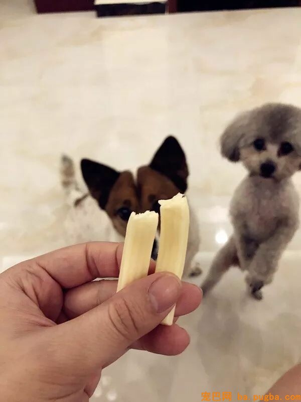 这两只狗狗每天吃奶酪胖成了猪，主人被判罚两年内不许养狗-18.jpeg
