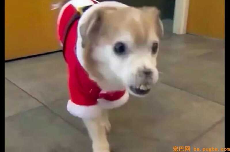 狗狗被割去鼻子照旧坚强，终于等来了奇迹！-4.jpeg