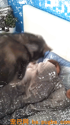 同样叫主人起床，萨摩耶和哈士奇为你诠释何谓温顺与野蛮！-6.gif