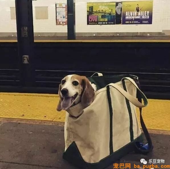纽约地铁规定，只要把狗狗打包就可乘车，于是人们各种招数尽出…-2.jpeg