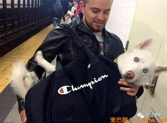纽约地铁规定，只要把狗狗打包就可乘车，于是人们各种招数尽出…-4.jpeg