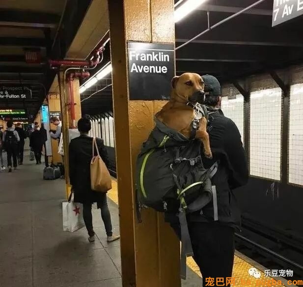纽约地铁规定，只要把狗狗打包就可乘车，于是人们各种招数尽出…-9.jpeg