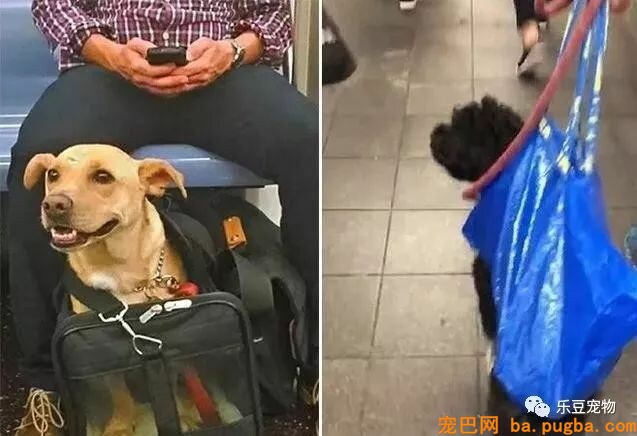 纽约地铁规定，只要把狗狗打包就可乘车，于是人们各种招数尽出…-7.jpeg