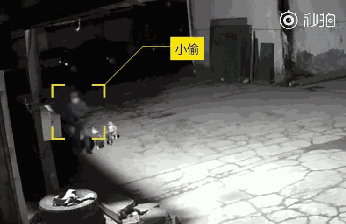 小偷上门行窃，三只看门狗竟然热情摈除？主人都看懵了...-1.gif