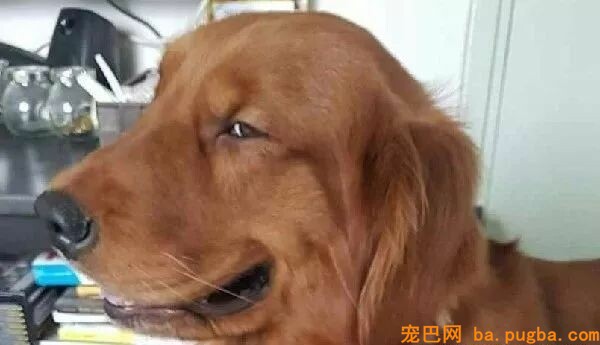 带大金毛遛弯，被人问这狗瞎了吗？主人无奈：它就是眼睛小...-5.jpeg