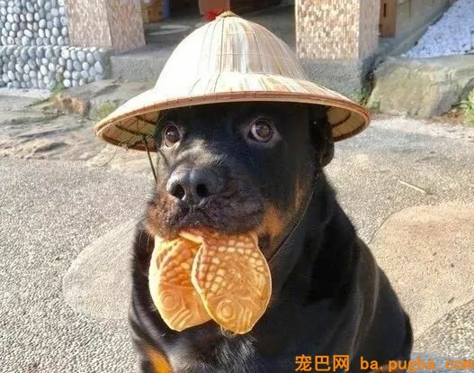 养了罗威纳，却被岳母嫌弃：我只爱拉布拉多！可几个月后...-9.jpeg