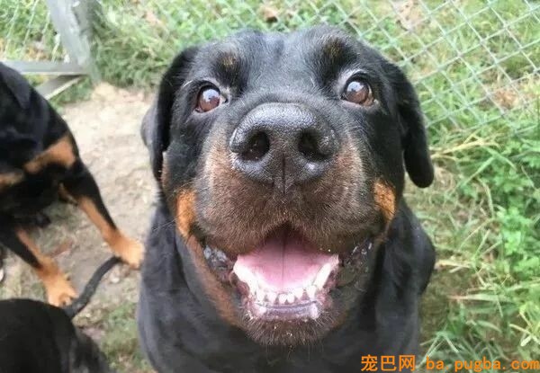 养了罗威纳，却被岳母嫌弃：我只爱拉布拉多！可几个月后...-15.jpeg