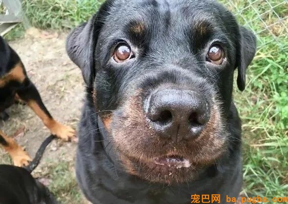 养了罗威纳，却被岳母嫌弃：我只爱拉布拉多！可几个月后...-14.jpeg
