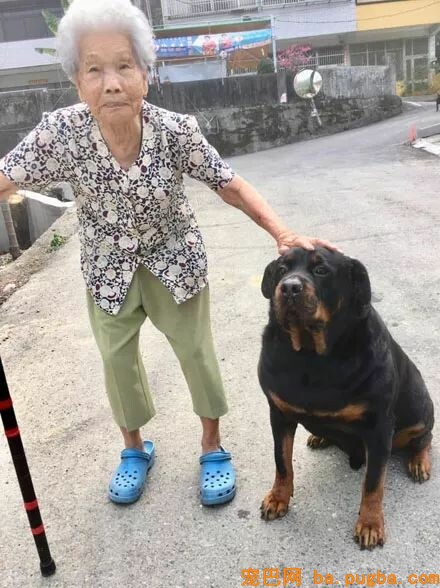 养了罗威纳，却被岳母嫌弃：我只爱拉布拉多！可几个月后...-12.jpeg