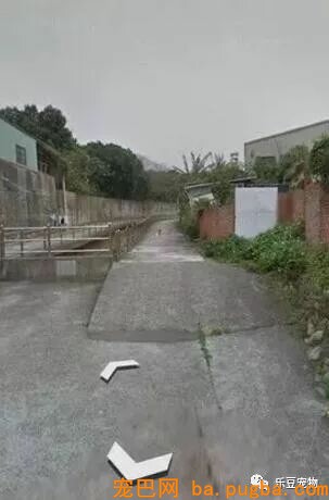 狗狗丧失三年，当在Google地图看见它时，主人泪如泉涌！-1.jpeg