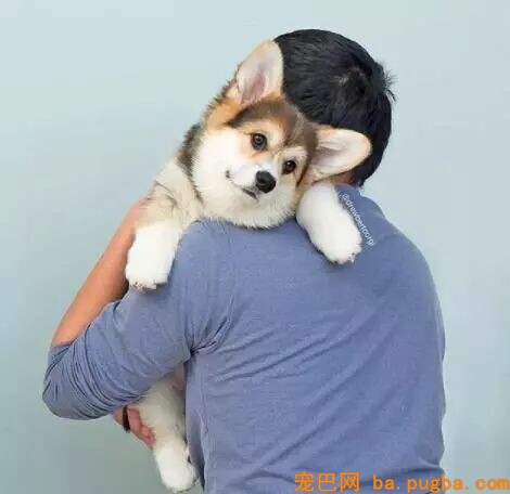 狗狗在降临人间前，神是这样吩咐它的……-2.jpeg