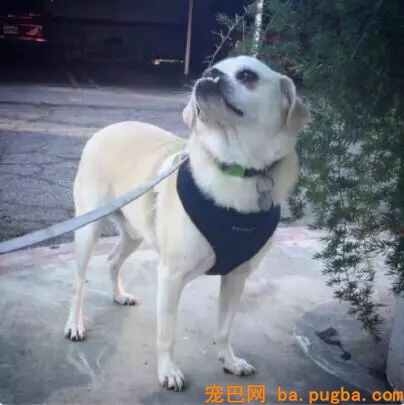 狗狗在降临人间前，神是这样吩咐它的……-11.jpeg