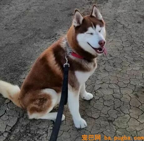 狗狗在降临人间前，神是这样吩咐它的……-8.jpeg
