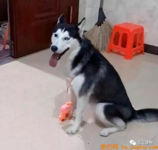 有人说一瓶水就能拴住二哈，男子：我试了，成果追了几条街！-4.jpeg