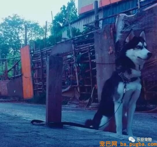 有人说一瓶水就能拴住二哈，男子：我试了，成果追了几条街！-2.jpeg