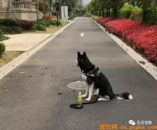 有人说一瓶水就能拴住二哈，男子：我试了，成果追了几条街！-3.jpeg