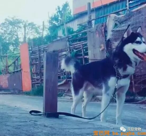 有人说一瓶水就能拴住二哈，男子：我试了，成果追了几条街！-1.jpeg