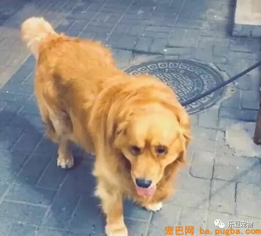 有人说一瓶水就能拴住二哈，男子：我试了，成果追了几条街！-5.jpeg