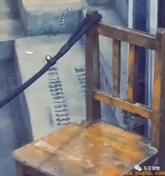有人说一瓶水就能拴住二哈，男子：我试了，成果追了几条街！-7.jpeg