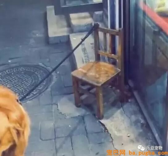 有人说一瓶水就能拴住二哈，男子：我试了，成果追了几条街！-6.jpeg