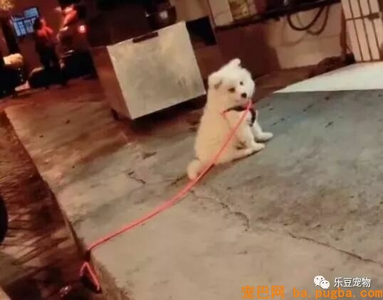 有人说一瓶水就能拴住二哈，男子：我试了，成果追了几条街！-9.jpeg