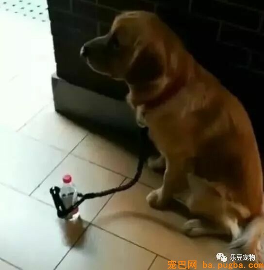 有人说一瓶水就能拴住二哈，男子：我试了，成果追了几条街！-8.jpeg