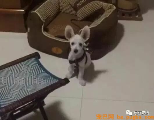 有人说一瓶水就能拴住二哈，男子：我试了，成果追了几条街！-10.jpeg