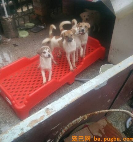 为什么要救漂泊狗呢？而不去协助山区儿童呢？她是这样说的...-6.jpeg