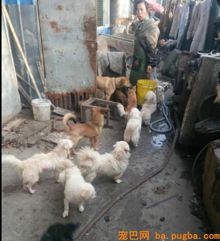 为什么要救漂泊狗呢？而不去协助山区儿童呢？她是这样说的...-5.jpeg