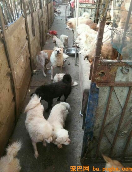 为什么要救漂泊狗呢？而不去协助山区儿童呢？她是这样说的...-12.jpeg