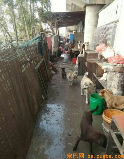 为什么要救漂泊狗呢？而不去协助山区儿童呢？她是这样说的...-11.jpeg
