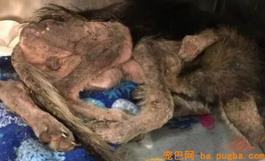 妹子捡了坨“烂肉”带回家，可四个月后...竟奇迹变身绝美德牧！-1.jpeg
