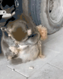 小泰迪被猴强行抓住拔跳蚤，想跑不敢跑的样子太可怜惹！-1.gif