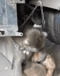 小泰迪被猴强行抓住拔跳蚤，想跑不敢跑的样子太可怜惹！-2.gif