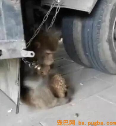 小泰迪被猴强行抓住拔跳蚤，想跑不敢跑的样子太可怜惹！-5.jpeg