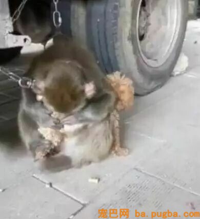 小泰迪被猴强行抓住拔跳蚤，想跑不敢跑的样子太可怜惹！-3.jpeg