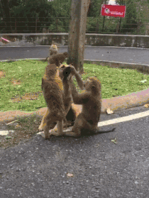 小泰迪被猴强行抓住拔跳蚤，想跑不敢跑的样子太可怜惹！-6.gif