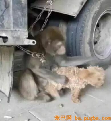 小泰迪被猴强行抓住拔跳蚤，想跑不敢跑的样子太可怜惹！-4.jpeg
