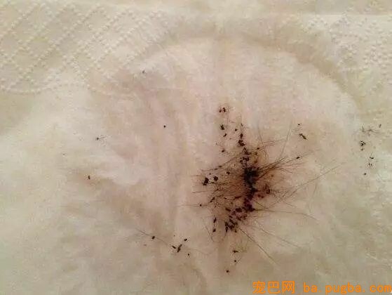 小泰迪被猴强行抓住拔跳蚤，想跑不敢跑的样子太可怜惹！-10.jpeg