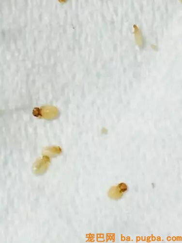 小泰迪被猴强行抓住拔跳蚤，想跑不敢跑的样子太可怜惹！-12.jpeg