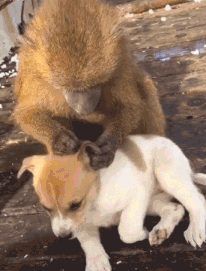 小泰迪被猴强行抓住拔跳蚤，想跑不敢跑的样子太可怜惹！-7.gif