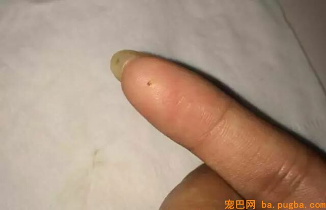 小泰迪被猴强行抓住拔跳蚤，想跑不敢跑的样子太可怜惹！-11.jpeg