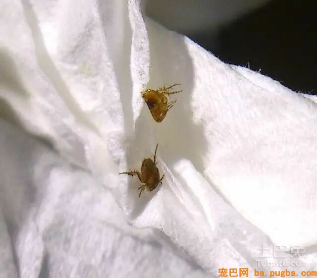 小泰迪被猴强行抓住拔跳蚤，想跑不敢跑的样子太可怜惹！-14.jpeg