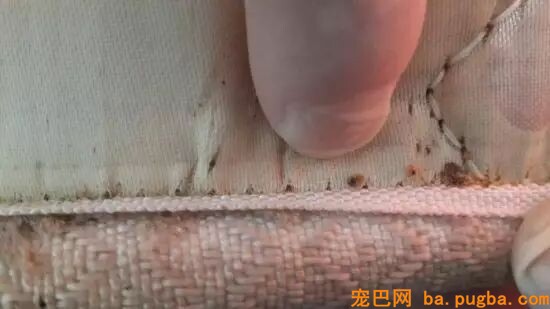 小泰迪被猴强行抓住拔跳蚤，想跑不敢跑的样子太可怜惹！-13.jpeg