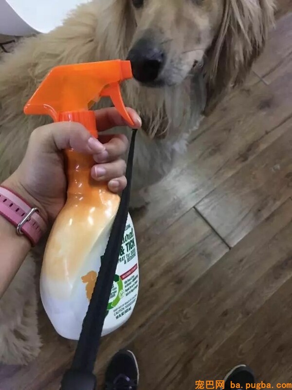 小泰迪被猴强行抓住拔跳蚤，想跑不敢跑的样子太可怜惹！-17.jpeg