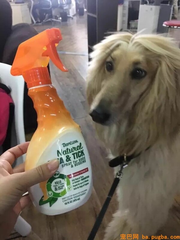 小泰迪被猴强行抓住拔跳蚤，想跑不敢跑的样子太可怜惹！-19.jpeg
