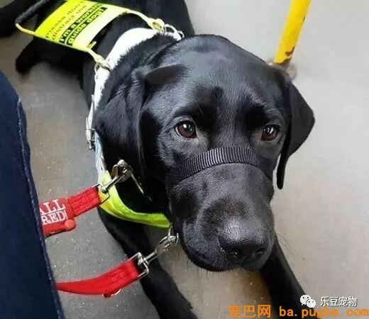 盲人和导盲犬刚上车就被摈除，司机：导盲犬没有黑色的！-2.jpeg
