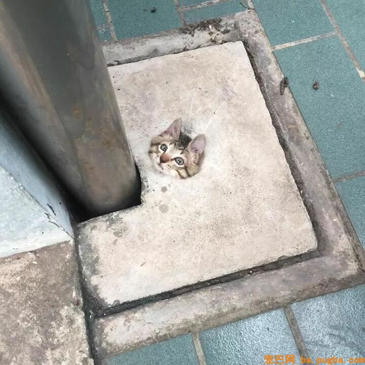上班路上，差点踩到猫头，蹲下认真一看，男子气的暴走了！-1.jpeg