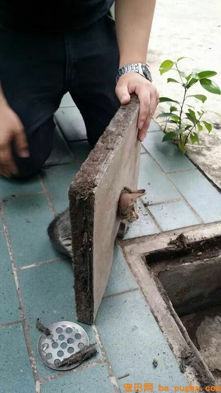 上班路上，差点踩到猫头，蹲下认真一看，男子气的暴走了！-2.jpeg